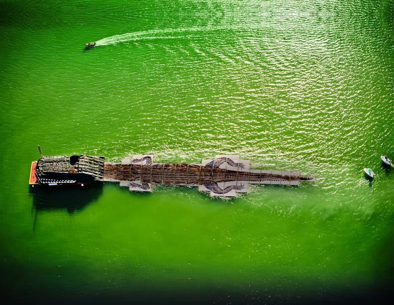 World’s Largest Alligator at The Everglades National Park